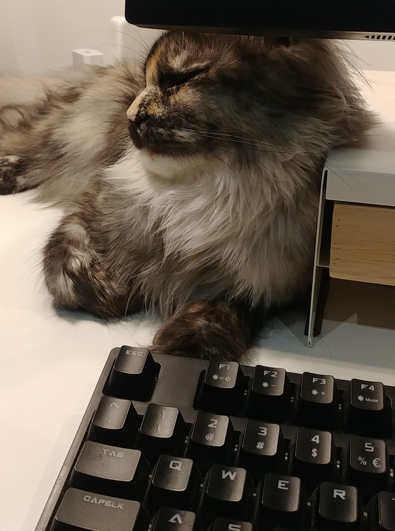 Obligatory cat next to my old keyboard